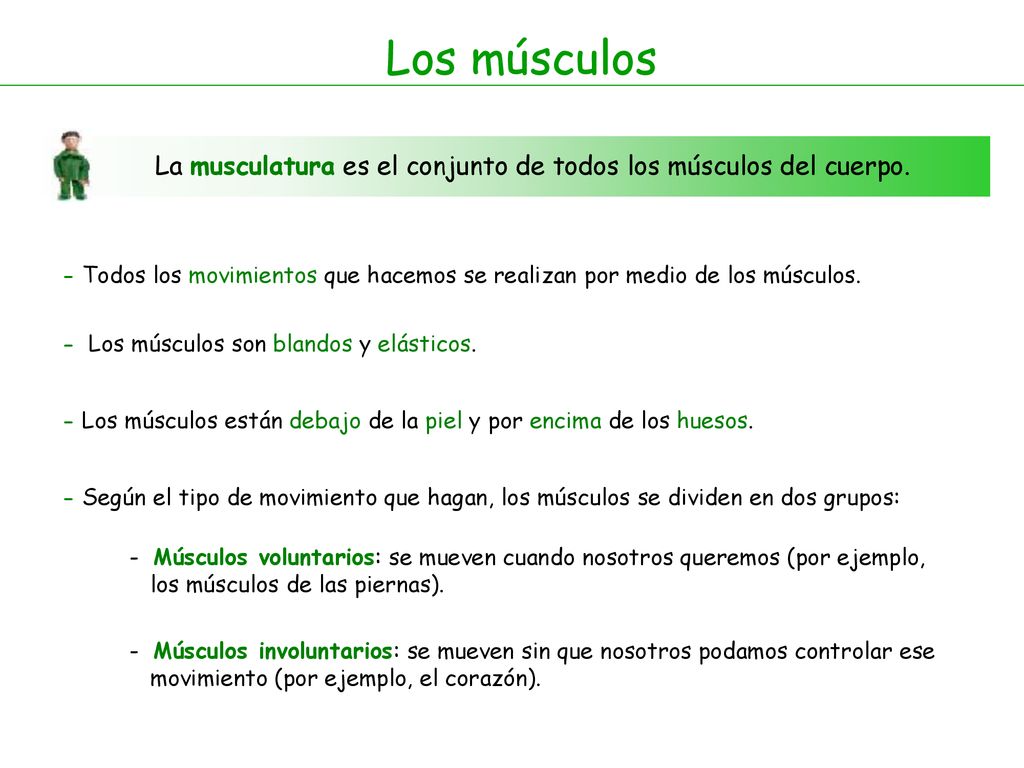 Los músculos La musculatura es el conjunto de todos los músculos del cuerpo.