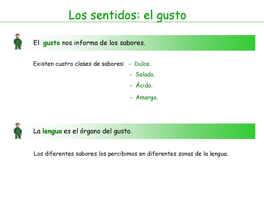 Los sentidos: el gusto El gusto nos informa de los sabores.
