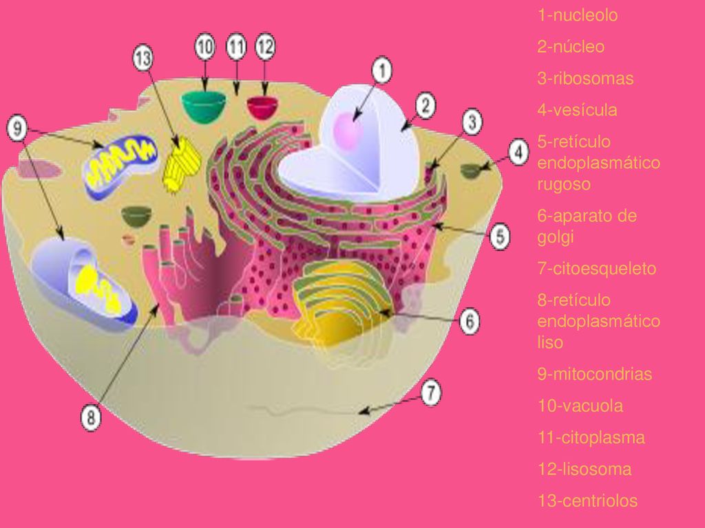 1-nucleolo 2-núcleo. 3-ribosomas. 4-vesícula. 5-retículo endoplasmático rugoso. 6-aparato de golgi.