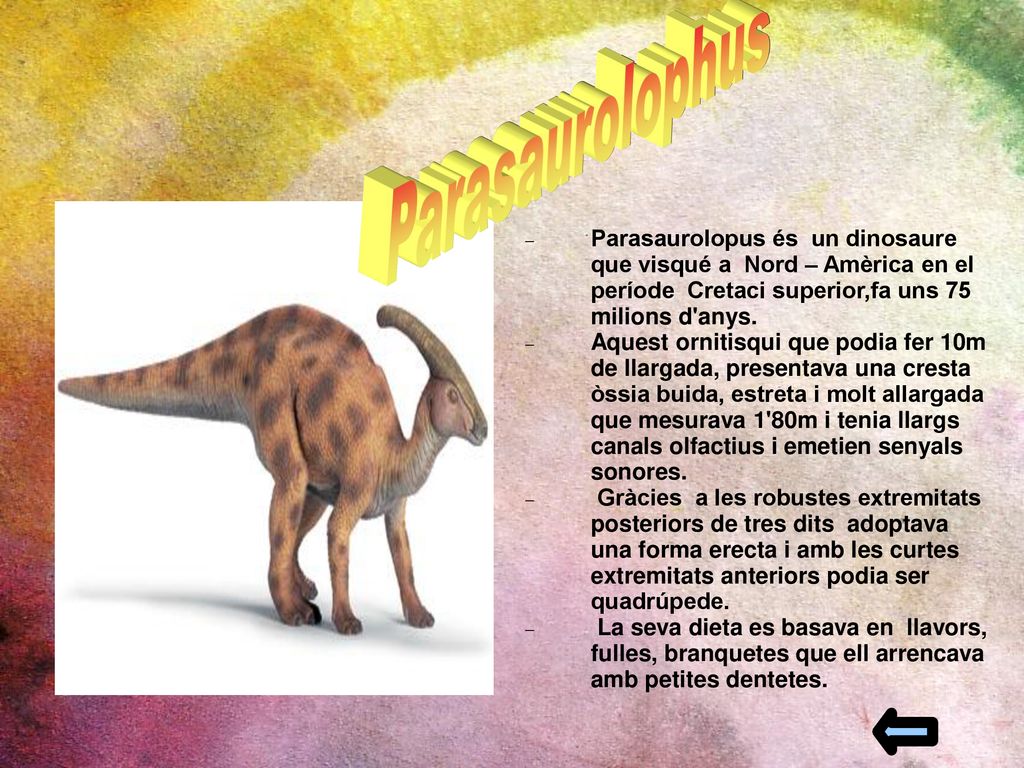 Parasaurolophus Parasaurolopus és un dinosaure que visqué a Nord – Amèrica en el període Cretaci superior,fa uns 75 milions d anys.