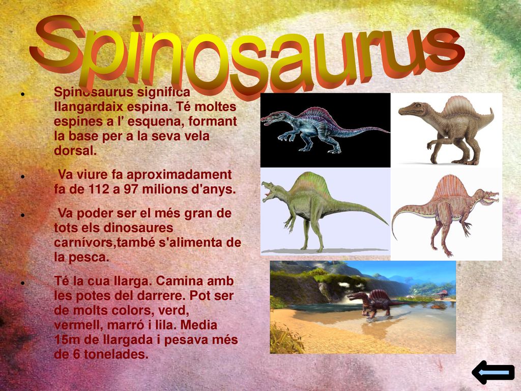 Spinosaurus Spinosaurus significa llangardaix espina. Té moltes espines a l esquena, formant la base per a la seva vela dorsal.