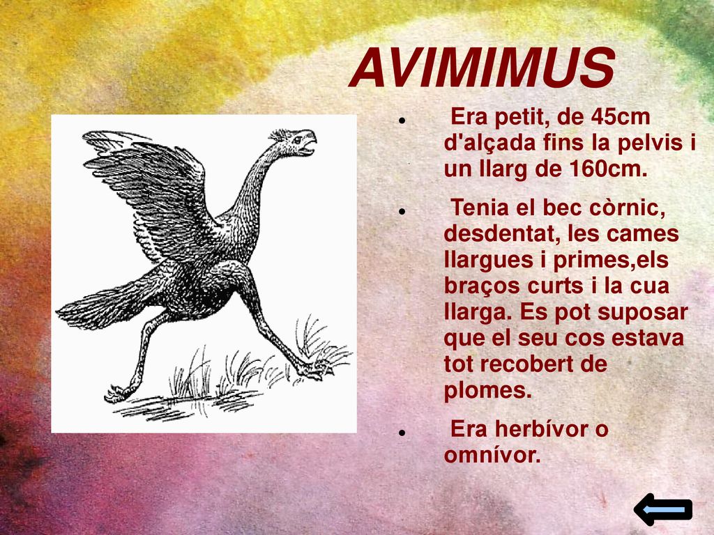 AVIMIMUS Era petit, de 45cm d alçada fins la pelvis i un llarg de 160cm.