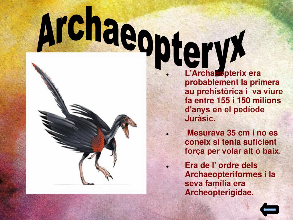 Archaeopteryx L Archaeopterix era probablement la primera au prehistòrica i va viure fa entre 155 i 150 milions d anys en el pedíode Juràsic.