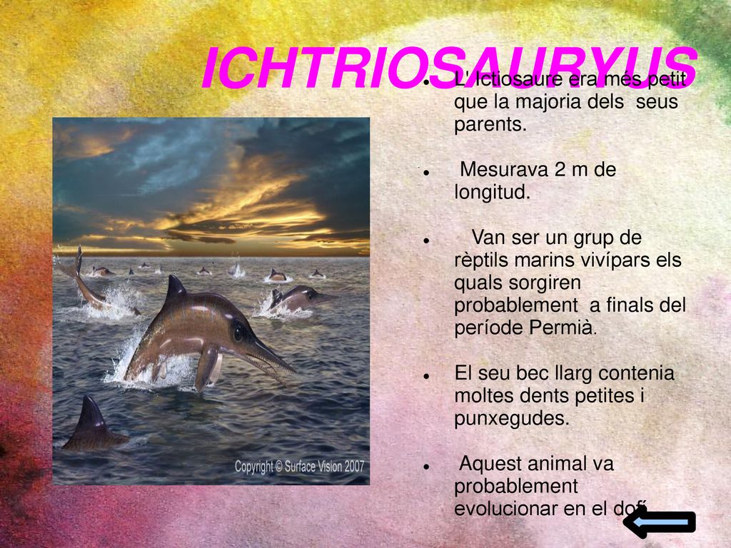 ICHTRIOSAURYUS L Ictiosaure era més petit que la majoria dels seus parents. Mesurava 2 m de longitud.