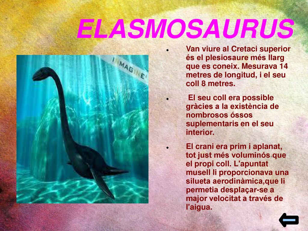 ELASMOSAURUS Van viure al Cretaci superior és el plesiosaure més llarg que es coneix. Mesurava 14 metres de longitud, i el seu coll 8 metres.