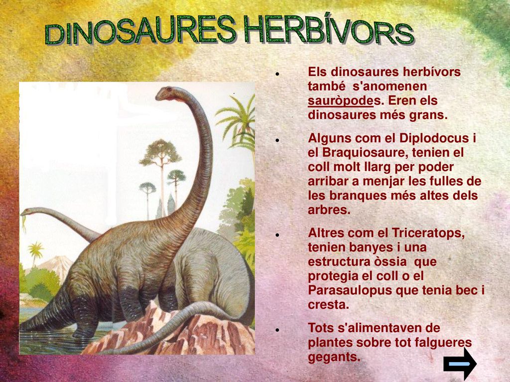 DINOSAURES HERBÍVORS Els dinosaures herbívors també s anomenen sauròpodes. Eren els dinosaures més grans.