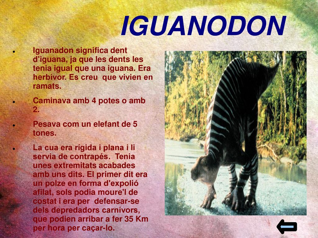 IGUANODON Iguanadon significa dent d iguana, ja que les dents les tenia igual que una iguana. Era herbívor. Es creu que vivien en ramats.
