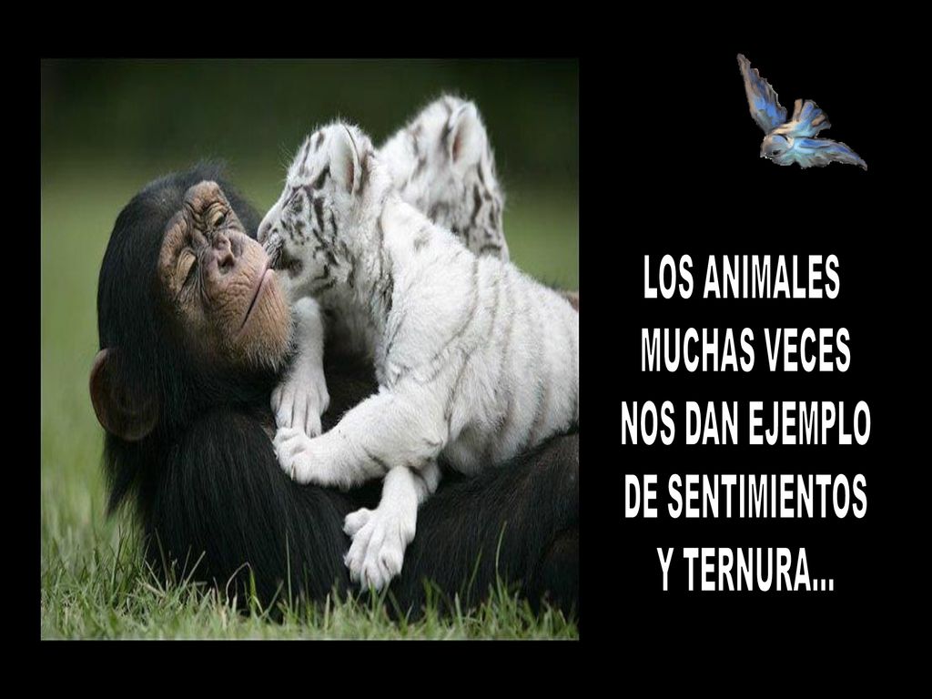 LOS ANIMALES MUCHAS VECES NOS DAN EJEMPLO DE SENTIMIENTOS Y TERNURA...