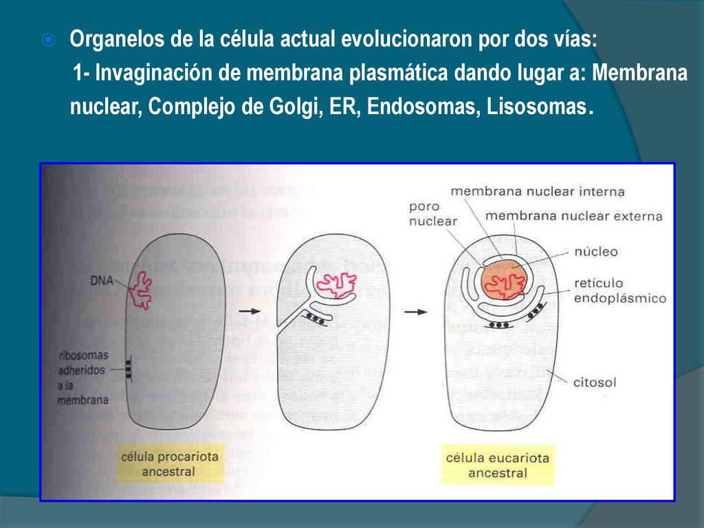 Organelos de la célula actual evolucionaron por dos vías: