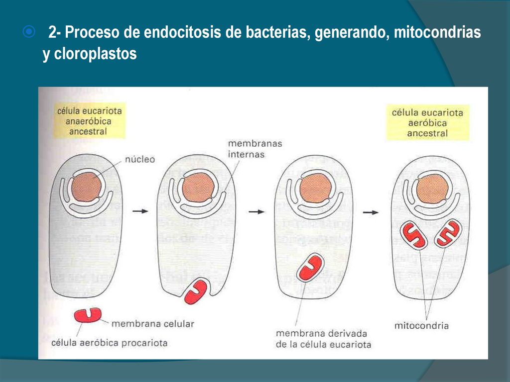 2- Proceso de endocitosis de bacterias, generando, mitocondrias y cloroplastos
