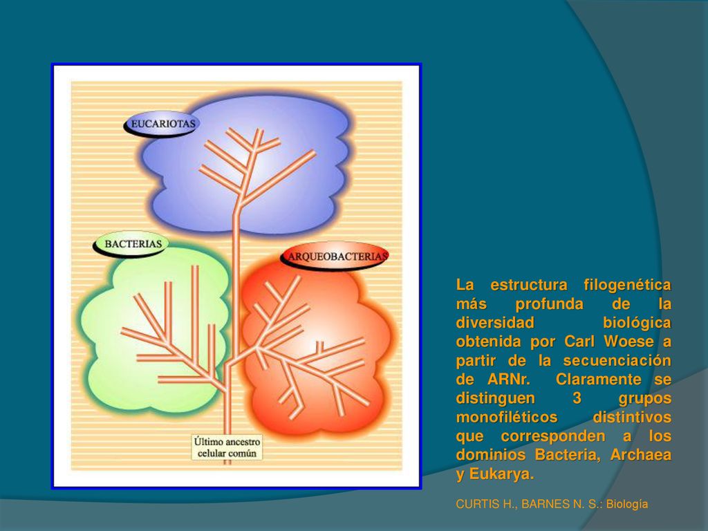 La estructura filogenética más profunda de la diversidad biológica obtenida por Carl Woese a partir de la secuenciación de ARNr. Claramente se distinguen 3 grupos monofiléticos distintivos que corresponden a los dominios Bacteria, Archaea y Eukarya.