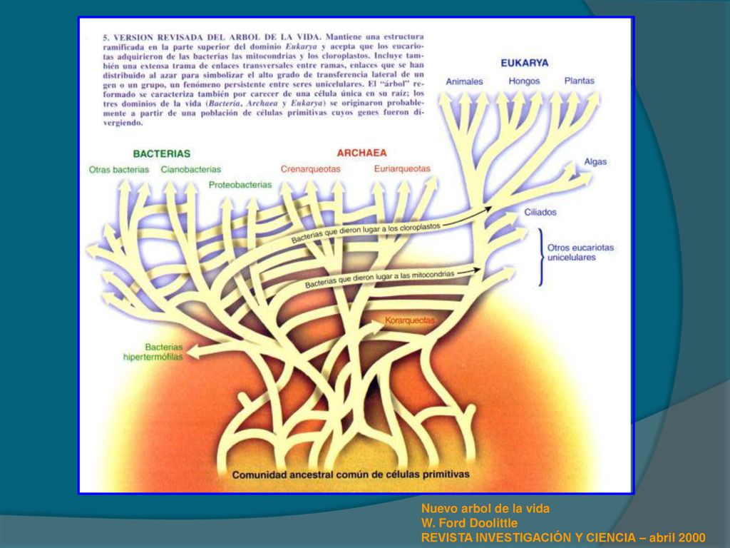 Nuevo arbol de la vida W. Ford Doolittle REVISTA INVESTIGACIÓN Y CIENCIA – abril 2000