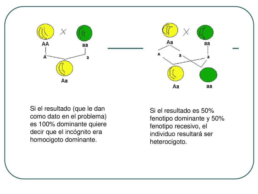 Si el resultado (que le dan como dato en el problema) es 100% dominante quiere decir que el incógnito era homocigoto dominante.