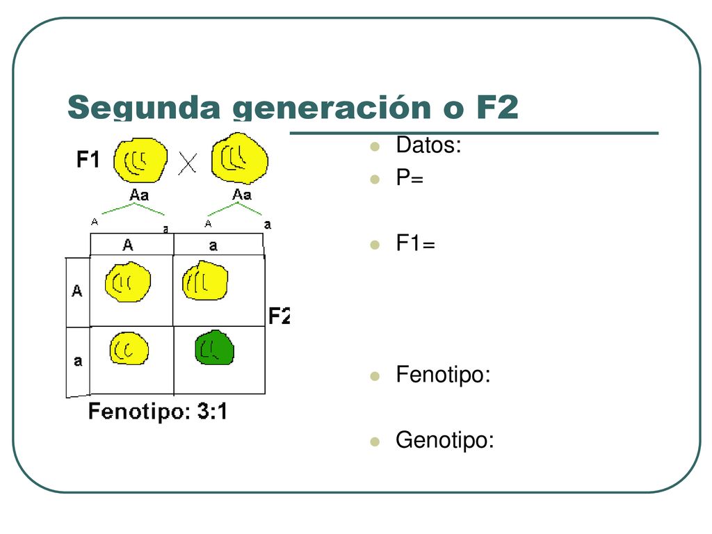 Segunda generación o F2 Datos: P= F1= Fenotipo: Genotipo: