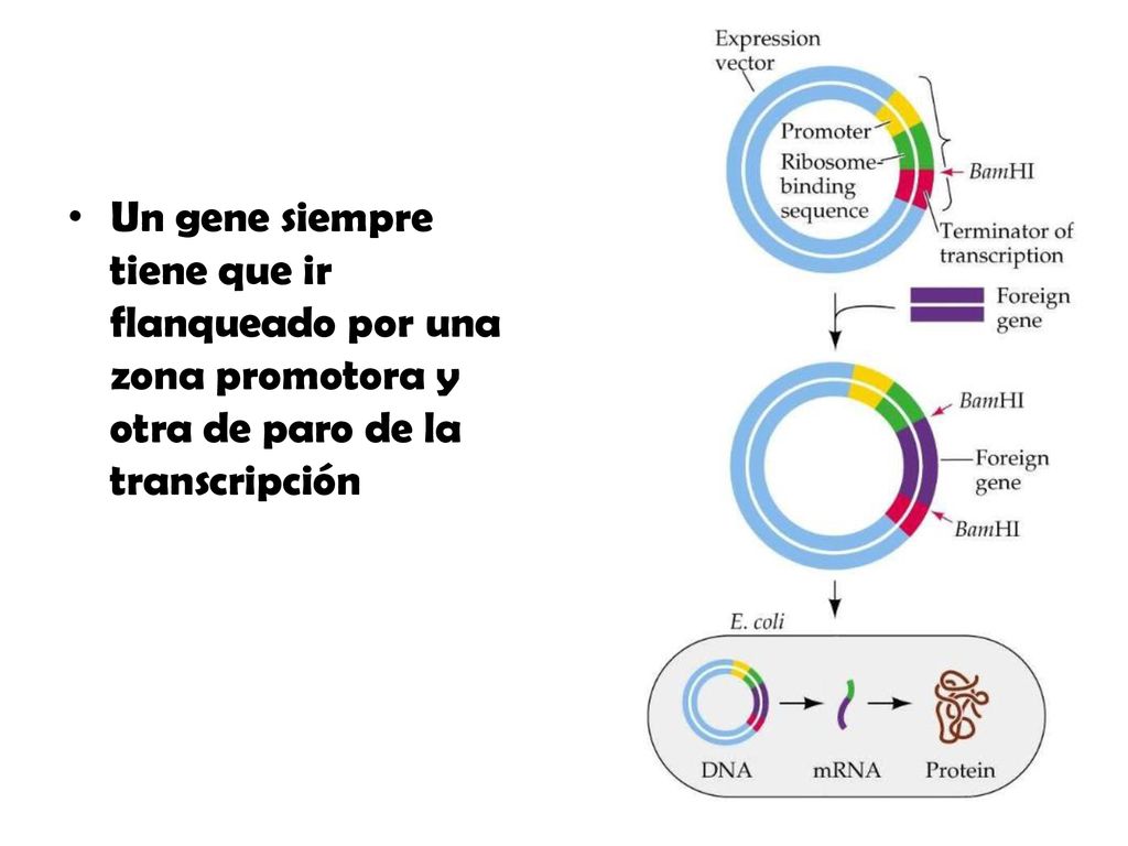 Un gene siempre tiene que ir flanqueado por una zona promotora y otra de paro de la transcripción