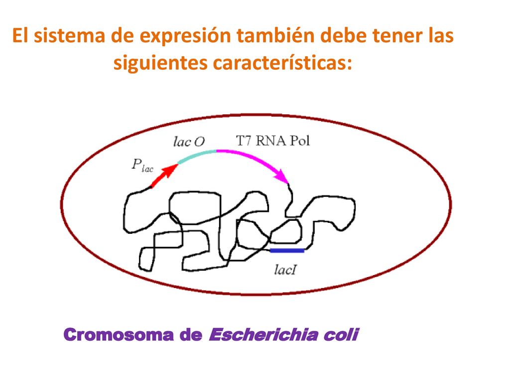 El sistema de expresión también debe tener las siguientes características:
