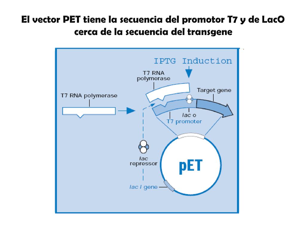 El vector PET tiene la secuencia del promotor T7 y de LacO cerca de la secuencia del transgene