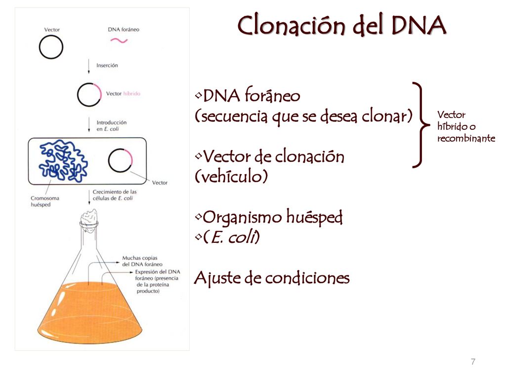 Clonación del DNA DNA foráneo (secuencia que se desea clonar)