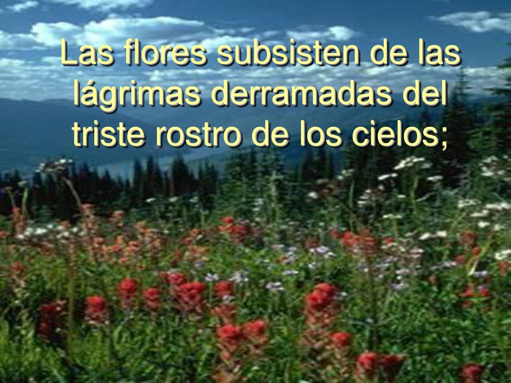 Las flores subsisten de las lágrimas derramadas del triste rostro de los cielos;