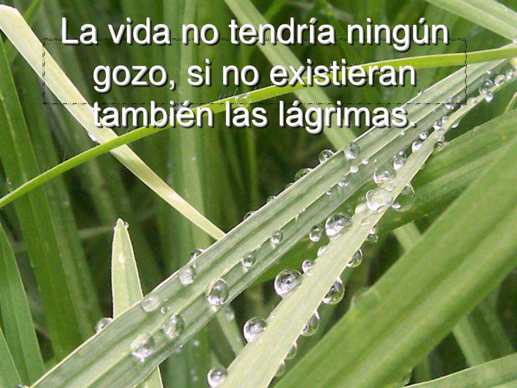 La vida no tendría ningún gozo, si no existieran también las lágrimas.