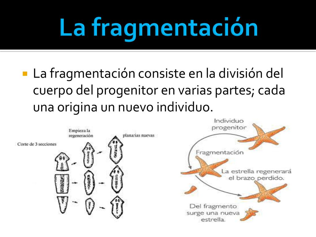 La fragmentación La fragmentación consiste en la división del cuerpo del progenitor en varias partes; cada una origina un nuevo individuo.