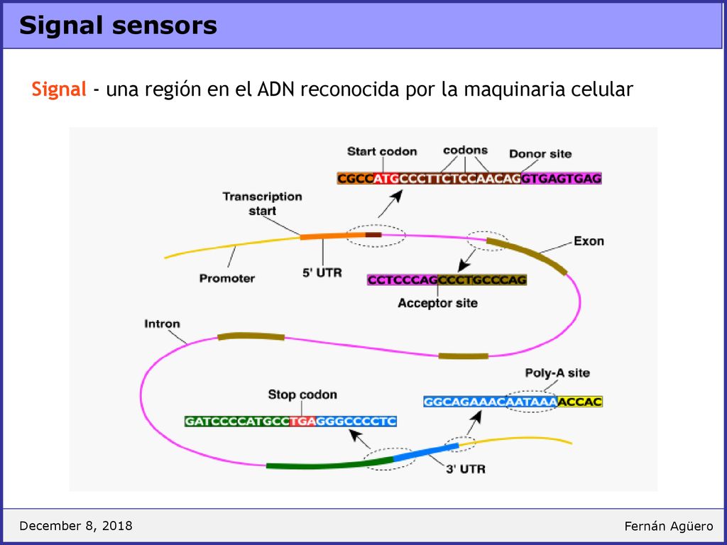 Signal sensors Signal - una región en el ADN reconocida por la maquinaria celular. December 8,