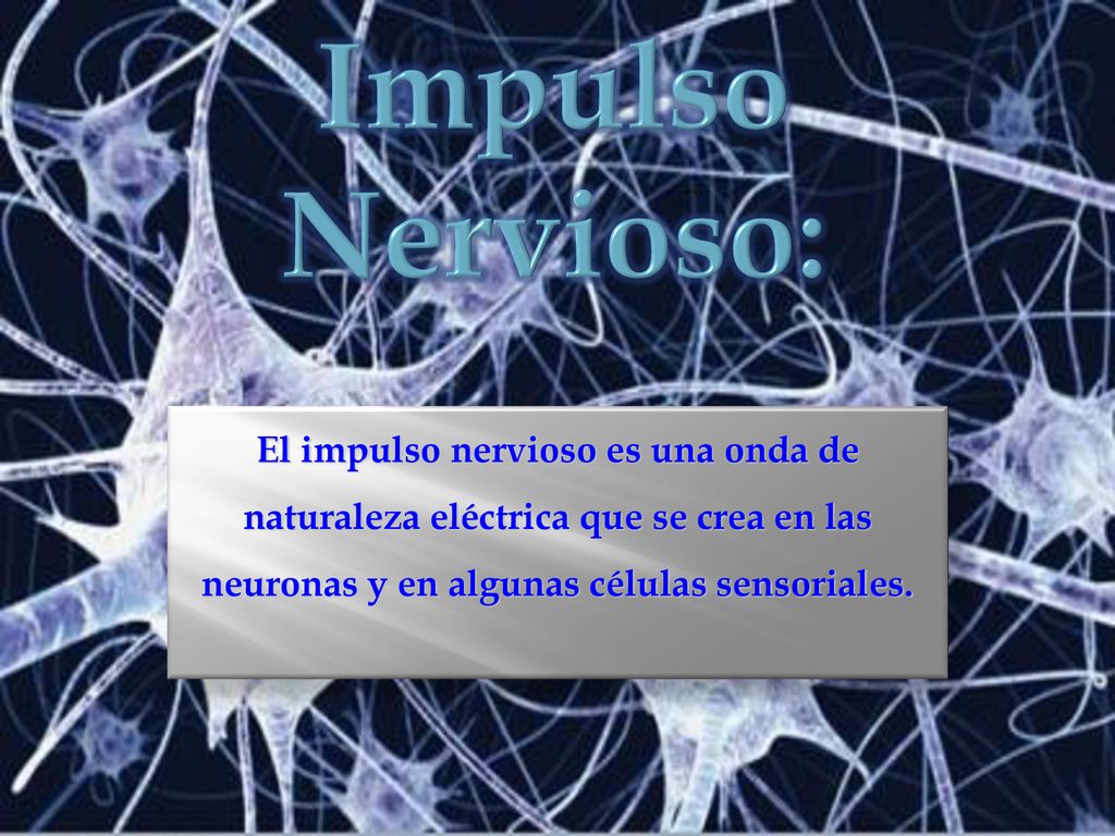 Impulso Nervioso: El impulso nervioso es una onda de naturaleza eléctrica que se crea en las neuronas y en algunas células sensoriales.