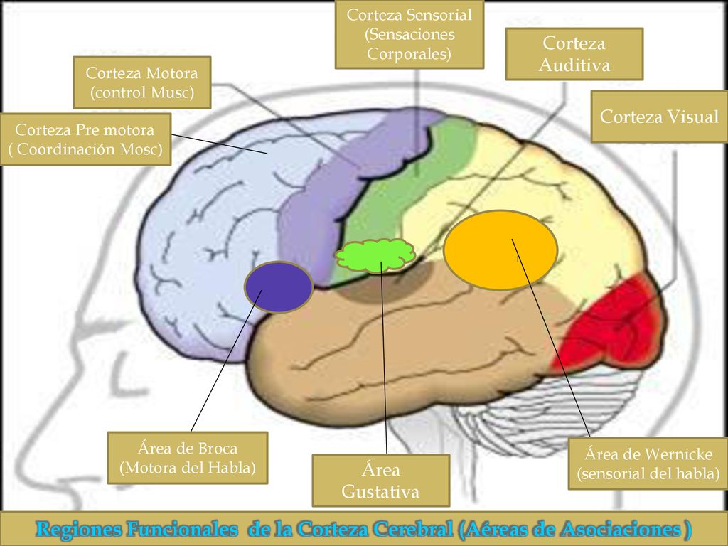 Regiones Funcionales de la Corteza Cerebral (Aéreas de Asociaciones )