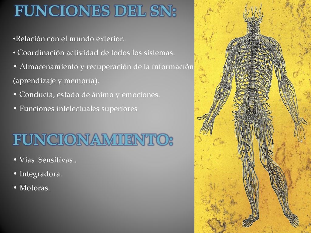 Funciones del SN: Funcionamiento: Relación con el mundo exterior.