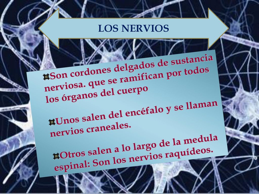 LOS NERVIOS Son cordones delgados de sustancia nerviosa. que se ramifican por todos los órganos del cuerpo.