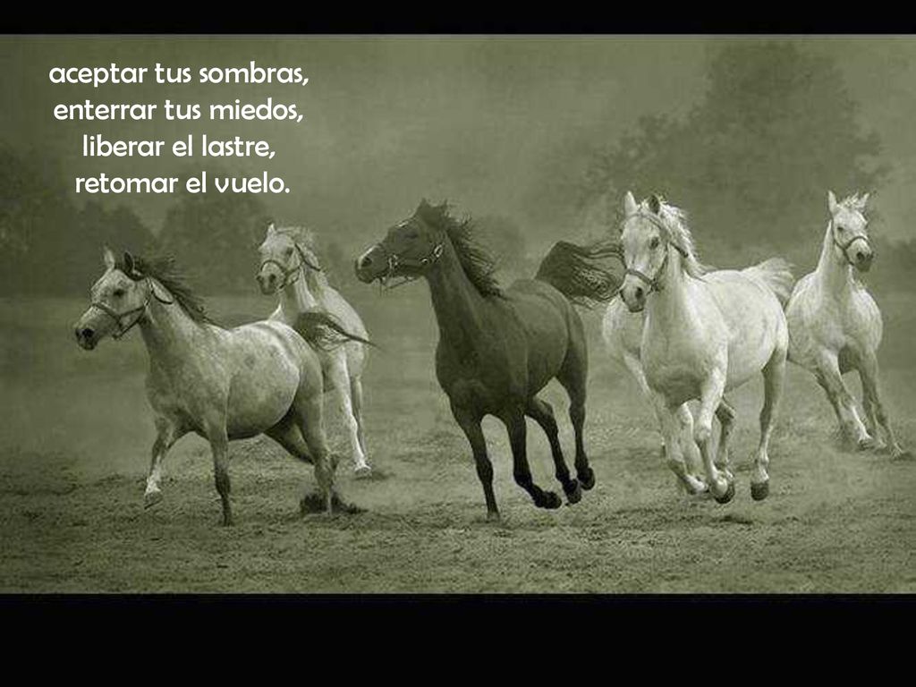 aceptar tus sombras, enterrar tus miedos, liberar el lastre, retomar el vuelo.