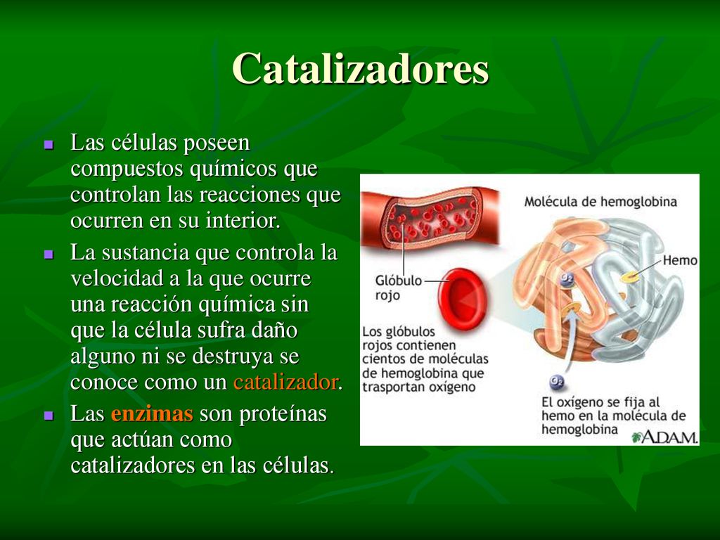 Catalizadores Las células poseen compuestos químicos que controlan las reacciones que ocurren en su interior.