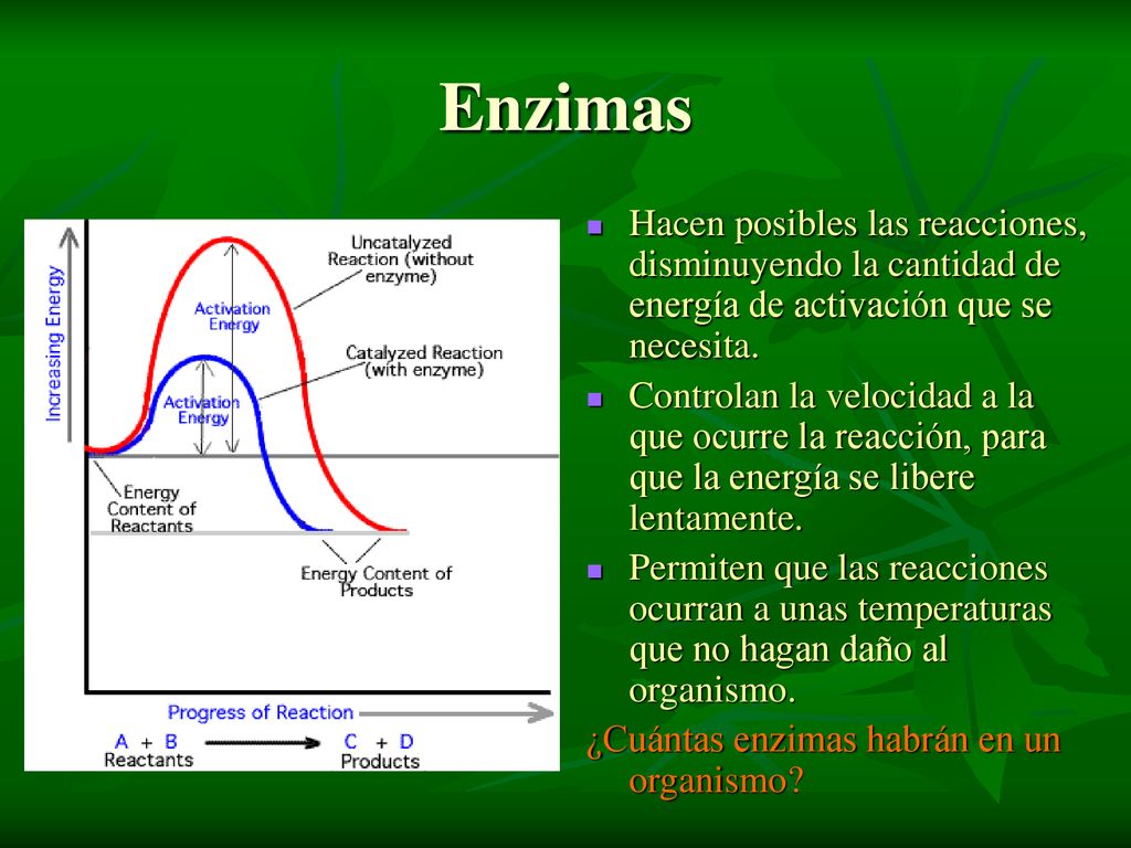 Enzimas Hacen posibles las reacciones, disminuyendo la cantidad de energía de activación que se necesita.