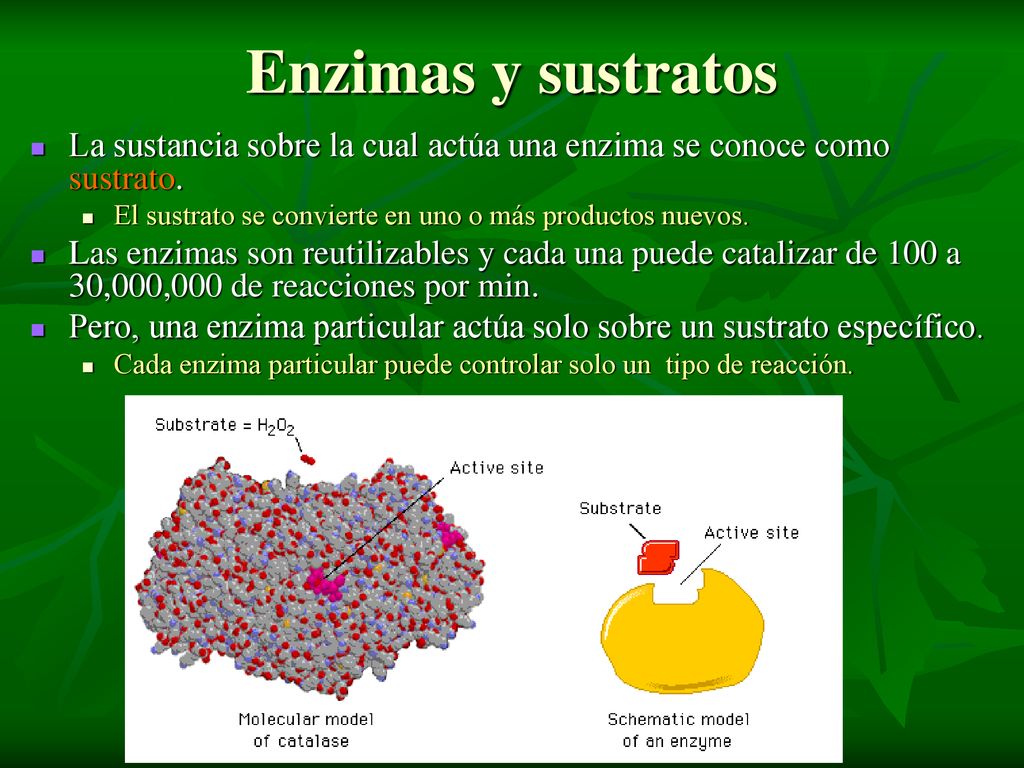 Enzimas y sustratos La sustancia sobre la cual actúa una enzima se conoce como sustrato. El sustrato se convierte en uno o más productos nuevos.