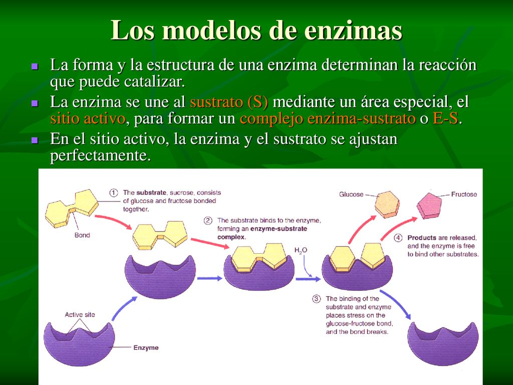 Los modelos de enzimas La forma y la estructura de una enzima determinan la reacción que puede catalizar.
