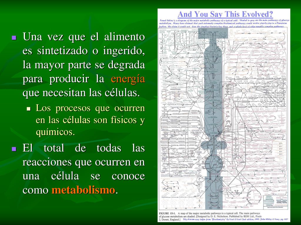Una vez que el alimento es sintetizado o ingerido, la mayor parte se degrada para producir la energía que necesitan las células.