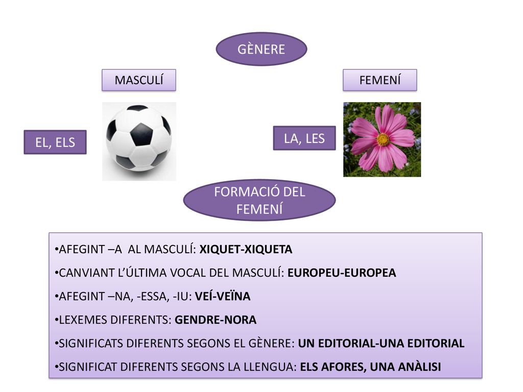 GÈNERE LA, LES EL, ELS FORMACIÓ DEL FEMENÍ MASCULÍ FEMENÍ