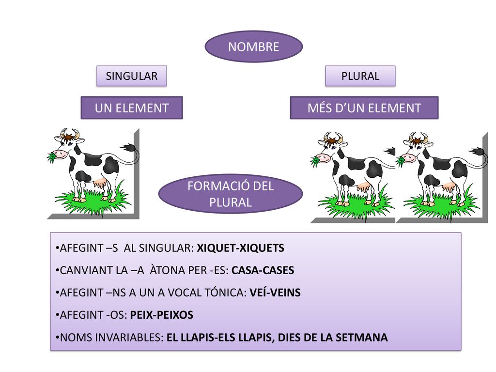 NOMBRE UN ELEMENT MÉS D’UN ELEMENT FORMACIÓ DEL PLURAL SINGULAR PLURAL