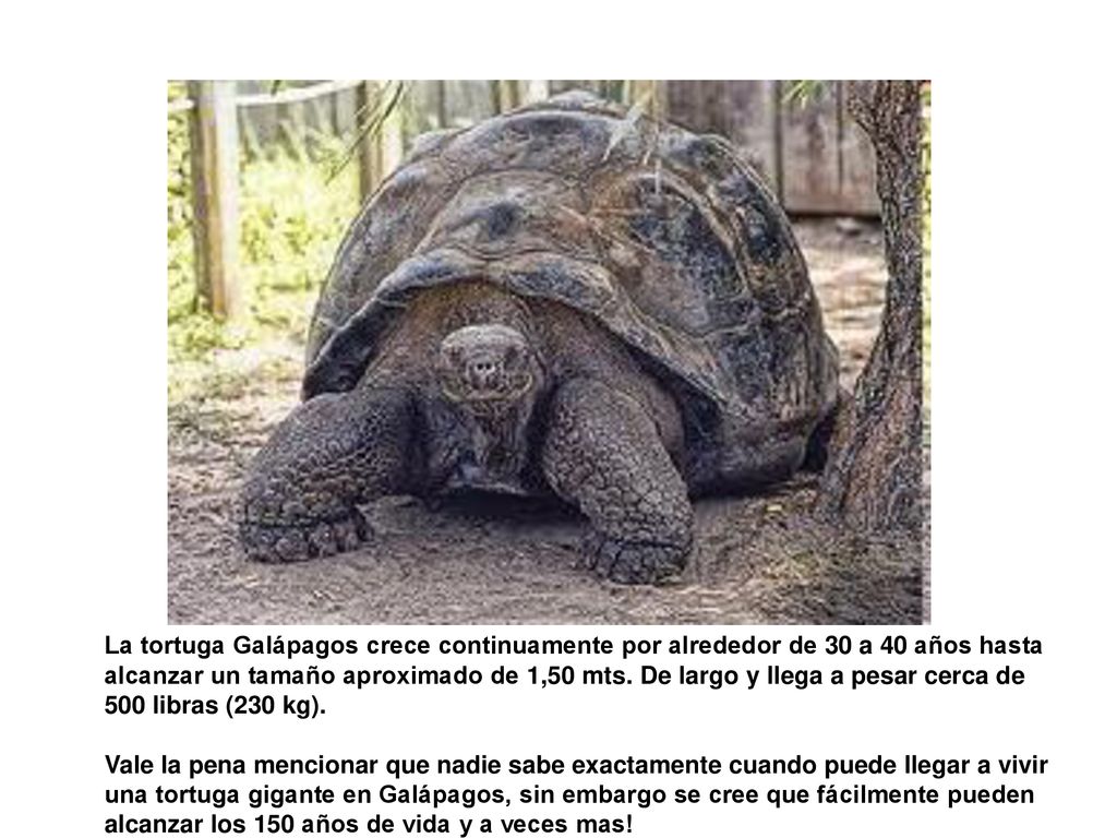 La tortuga Galápagos crece continuamente por alrededor de 30 a 40 años hasta alcanzar un tamaño aproximado de 1,50 mts. De largo y llega a pesar cerca de 500 libras (230 kg).
