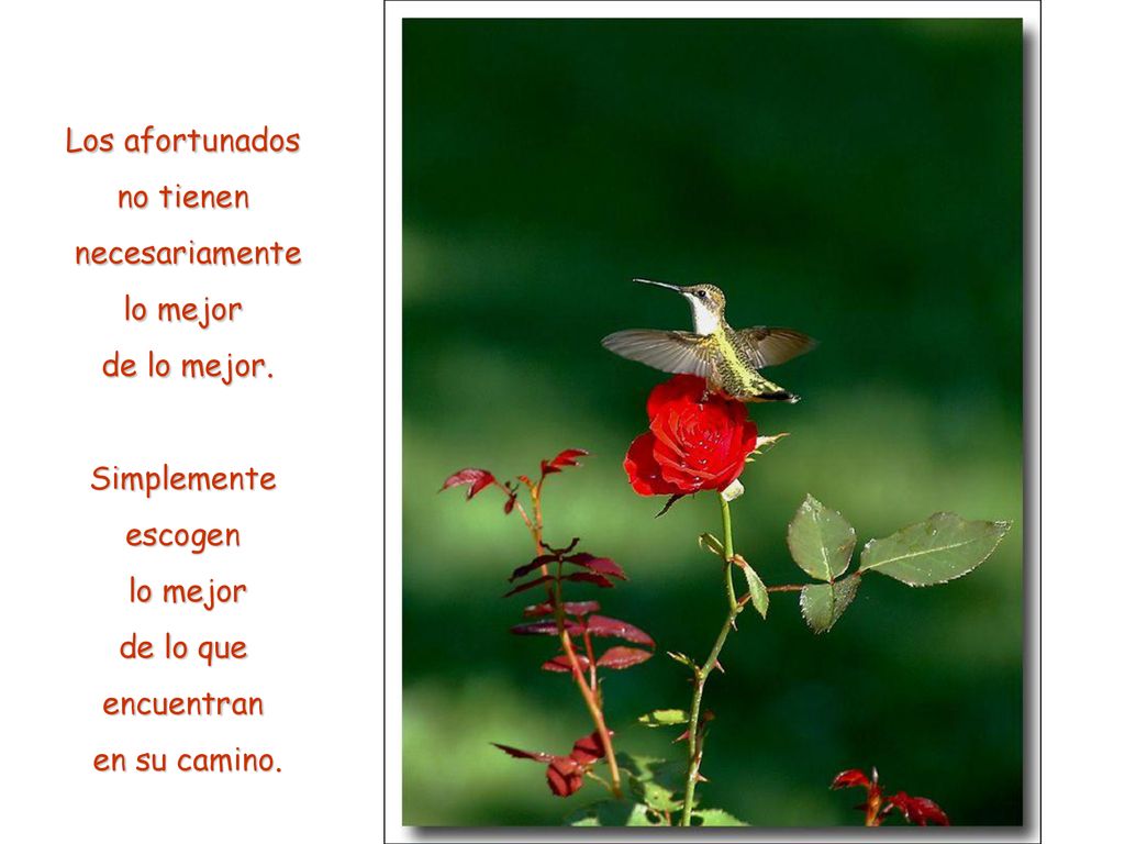 Los afortunados no tienen. necesariamente. lo mejor. de lo mejor. Simplemente. escogen. de lo que.