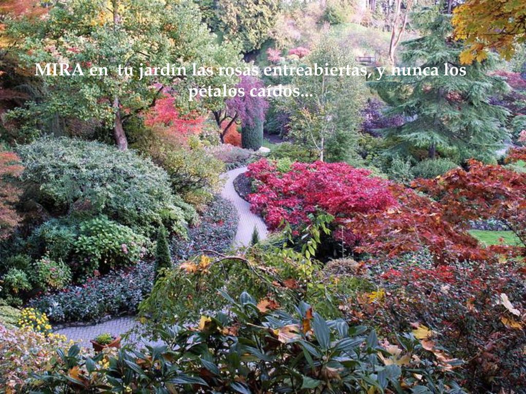MIRA en tu jardín las rosas entreabiertas, y nunca los pétalos caídos...