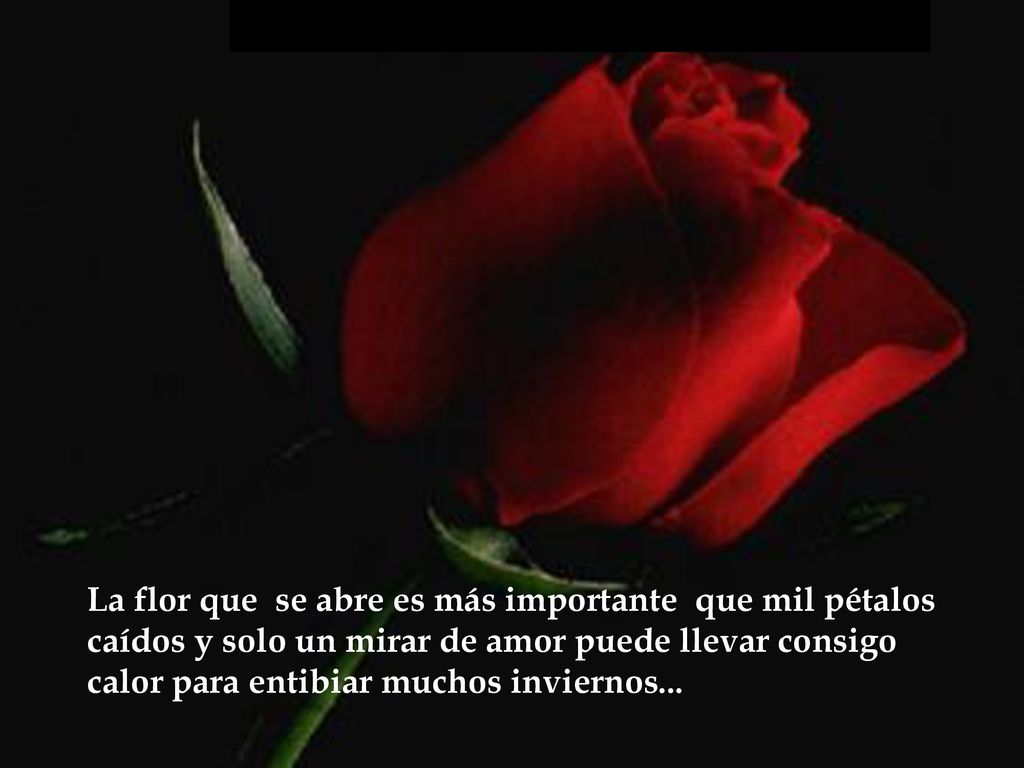 La flor que se abre es más importante que mil pétalos caídos y solo un mirar de amor puede llevar consigo calor para entibiar muchos inviernos...