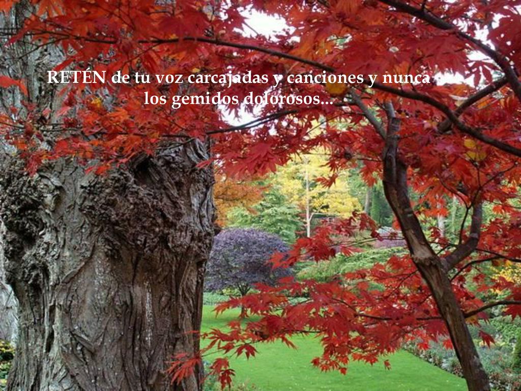 RETÉN de tu voz carcajadas y canciones y nunca los gemidos dolorosos...