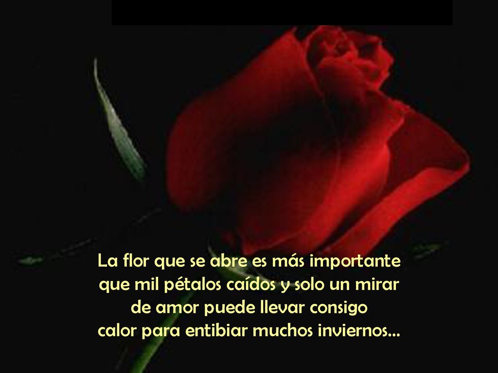 La flor que se abre es más importante