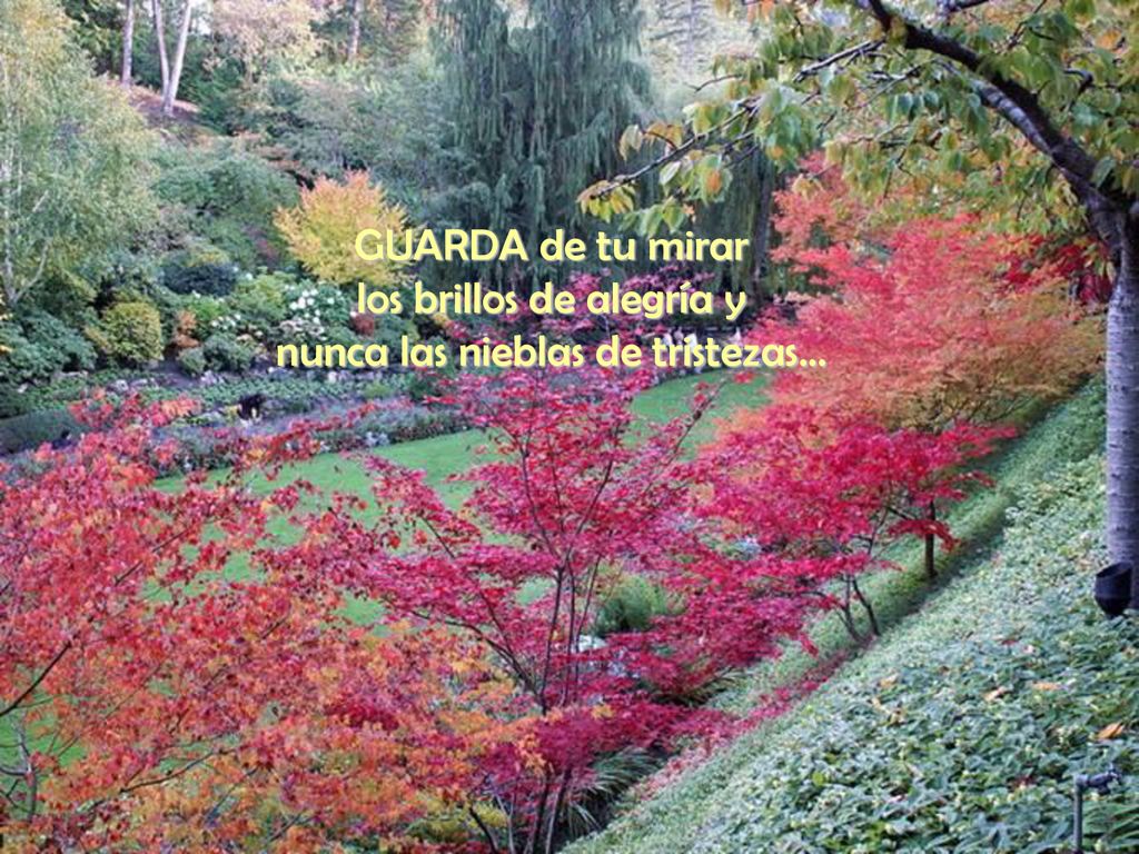 los brillos de alegría y nunca las nieblas de tristezas...