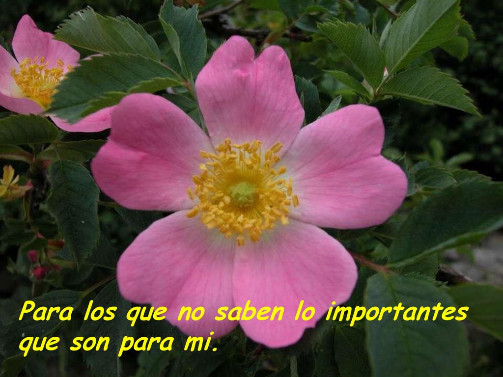 Para los que no saben lo importantes que son para mi.