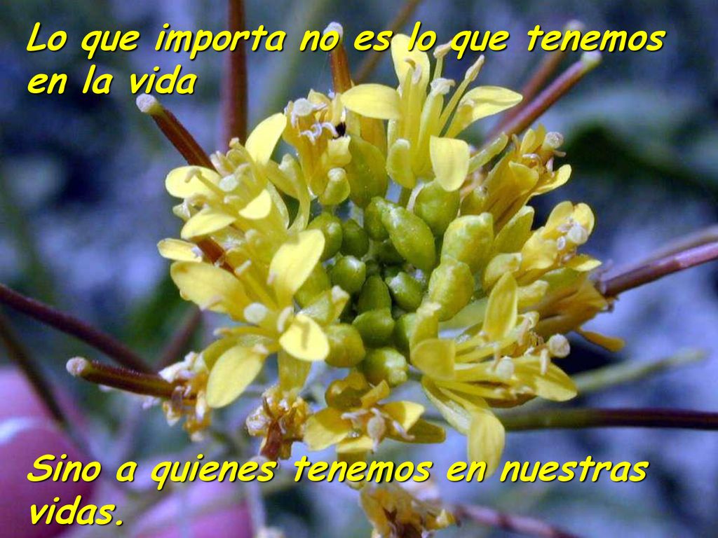 Lo que importa no es lo que tenemos en la vida