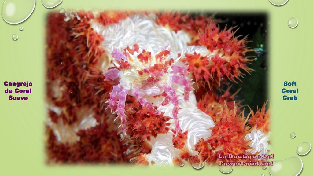 Cangrejo de Coral Suave La Boutique Del PowerPoint.net