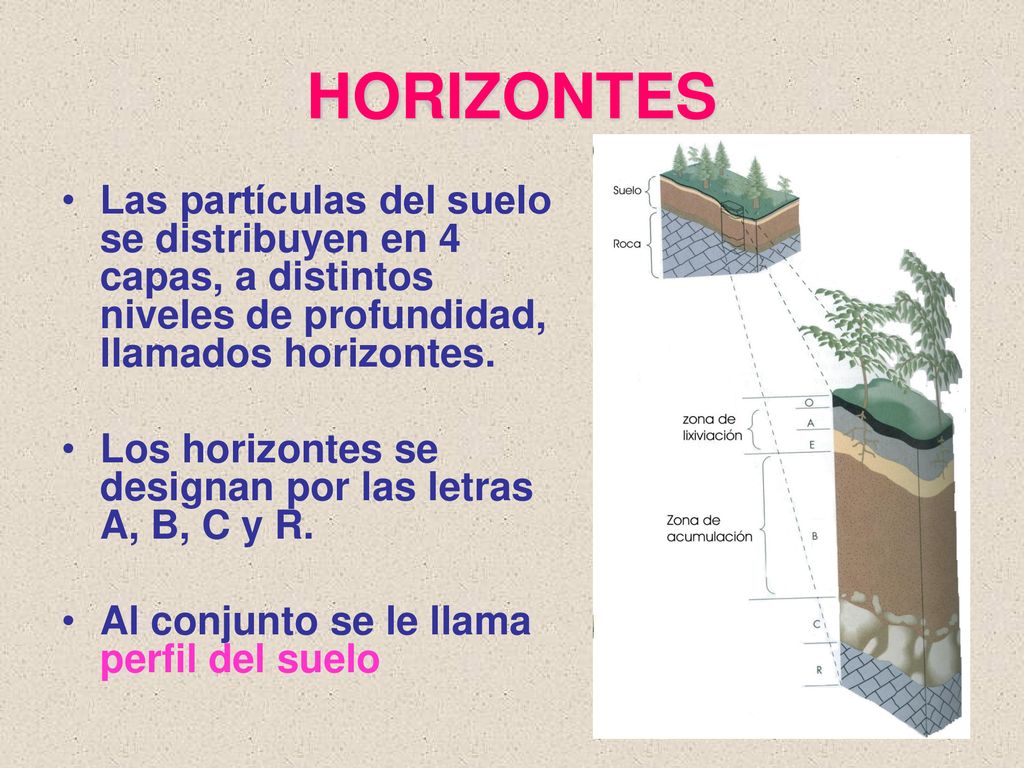 HORIZONTES Las partículas del suelo se distribuyen en 4 capas, a distintos niveles de profundidad, llamados horizontes.