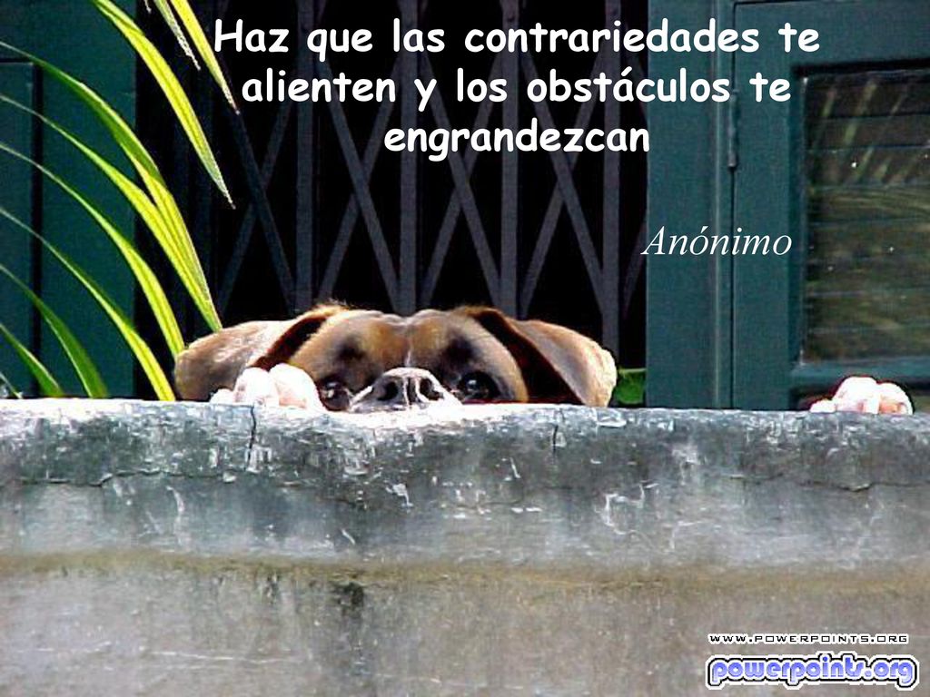 Haz que las contrariedades te alienten y los obstáculos te engrandezcan